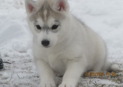 Home Trained AKC registered male and female Siberian Husky puppies ready with all papers set to go