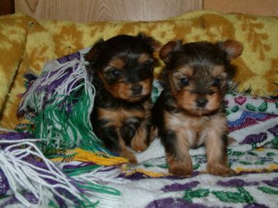 Adorable Outstanding Teacup Yorkie Puppies available (clacksonbenzima@gmail.com)