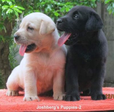 Labrador Retriever for free adoption