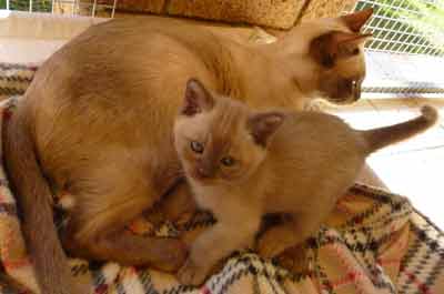 Burmese spayed adult Bred By Oramor