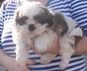 lovely shitzu puppies for adoption