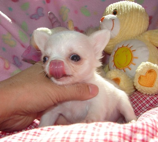 CHIHUAHUA Puppies for   good homes