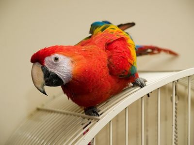 nice looking hand trained scarlet macaw parrots for sale.