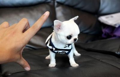  male and female Tiny chihuahua puppies for marry christmass