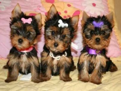 X-mas teacup yorkie puppies for free adoption  ...