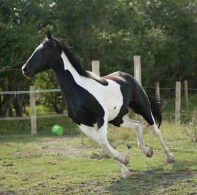 Black and White Frisian Horse for adoption