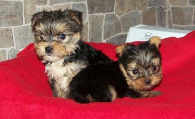 Adorable Teacup Yorkie Puppies For Adoption