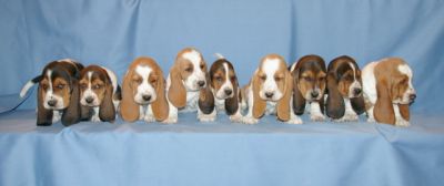 Basset hound puppies