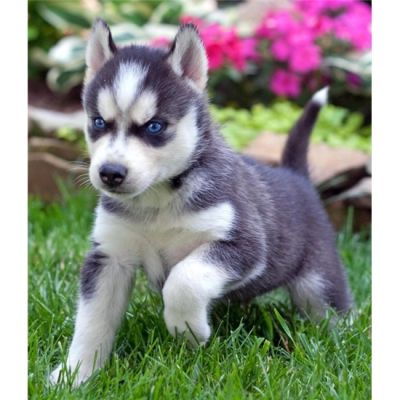  Siberian Husky Puppies For Sale