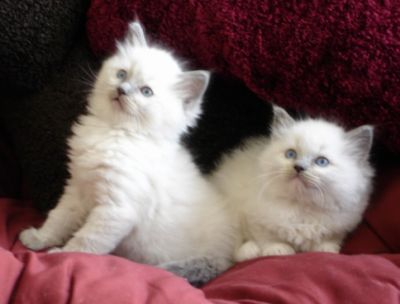 registered  Ragdoll kittens 