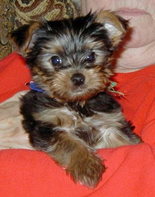 Gorgeous yorkie puppies seeking new home!!