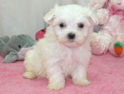 Nice Looking Maltese Puppies Ready Now