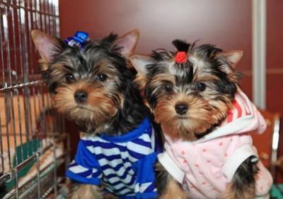 Adorable Yorkshires To Be Re-homed Due To Circumtances !!