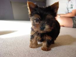 good lovely yorkie puppy is ready for free adoption
