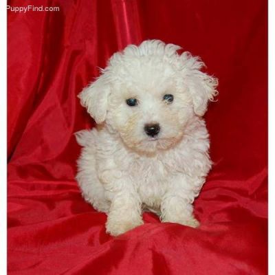 Bichon Frise Puppies