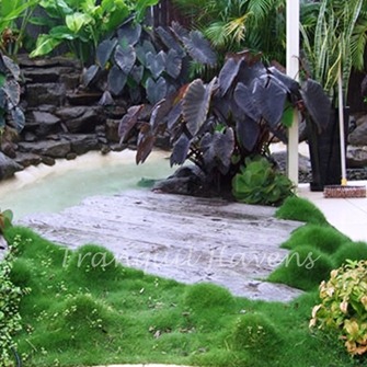 Korean No Mow Grass 10 Pots for $125.00 FREE EXPRESS POST