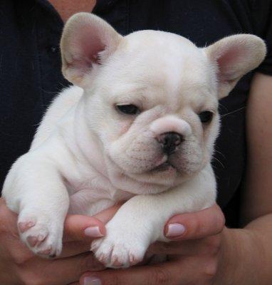 cute fench bulldog puppies for adoption