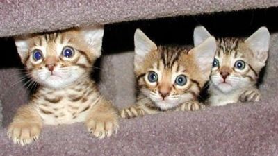 bengal kittens