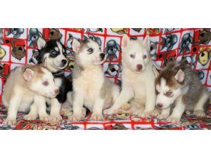 Beautiful akc / ckc Siberian Husky Pups 