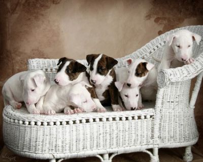 Bull terrier Puppies