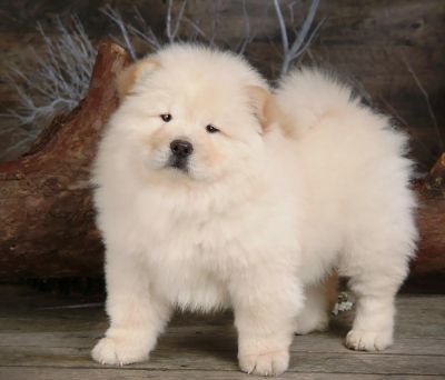 Chow chow puppies for sale