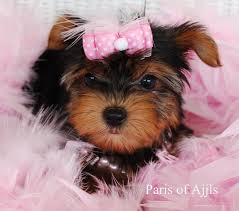Gorgeous Yorkie puppies For Adoption