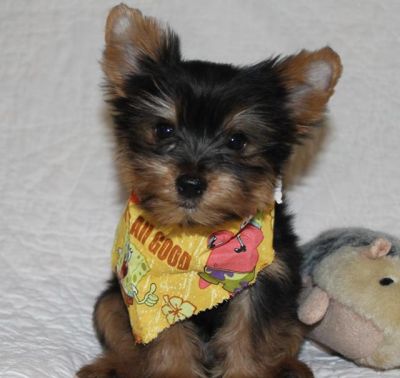 Male And Female Tea Cup Yorkie Puppies For good homes