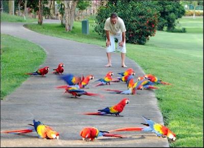 Cockatoos,Toucan,Macaws,African Grey parrots,hawk headed parrots and fertile eggs for sale 