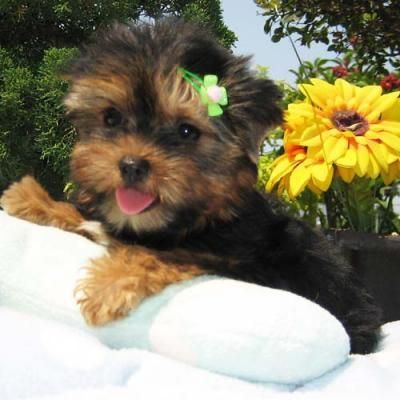 Two Cute and Adorable Yorkie puppies for adoption 