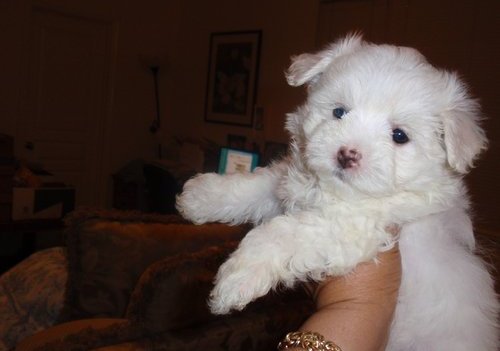 Adorable Maltese Puppies For Adoption.
