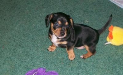 Daschund puppies for free rehoming