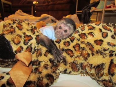  Affectionate Capuchin monkeys for Sale 