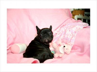 French Bulldog Female bunny