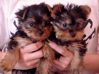  yorkie puppies for adoption