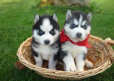 pair of male and female siberian husky puppies for xmas adoption