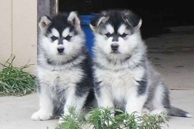 Alaskan Malamute Puppies for Sale