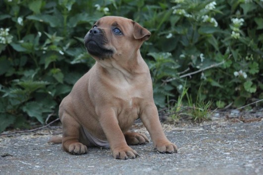  Pure-breed  male and female  Staffordshire Terrier Puppies  for sale.