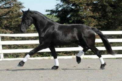 lovely friesian horse for adoption