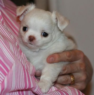   Chihuahua Puppies for Adoption