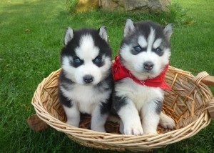 male and female sibeian husky puppies for free