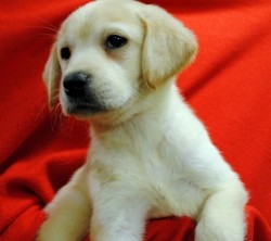 Labrador retreiver puppies for sale