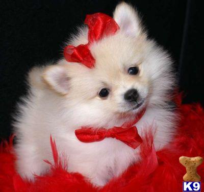 Pomeranian puppies