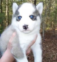 Cute Siberian Husky Puppies For Adoption