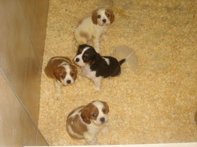 Outstanding Cavaliar King Charles Puppies For Sale