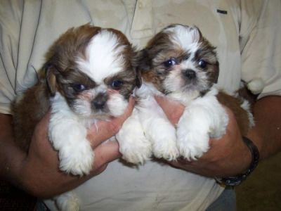 AMAZING SHIH TZU PUPPIES
