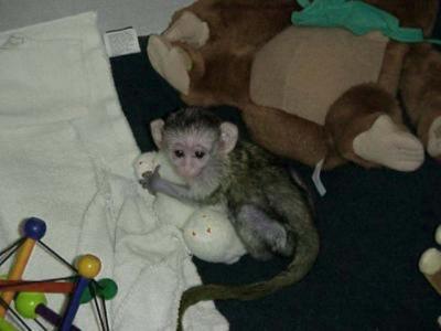 Home trained white baby face Capuchin monkeys for sale