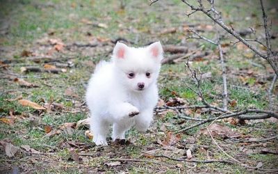 Affectionate males and females Pomeranian pups available   