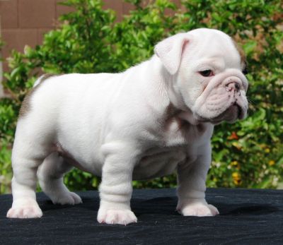 Cute English Bulldog puppies for free adoption English bulldog puppies for adoption I