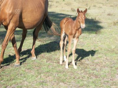 IDEAL FARM FOR HORSE LOVERS.and  finance solution to help