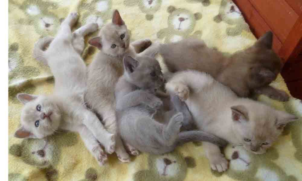 Burmese Kittens Available.
